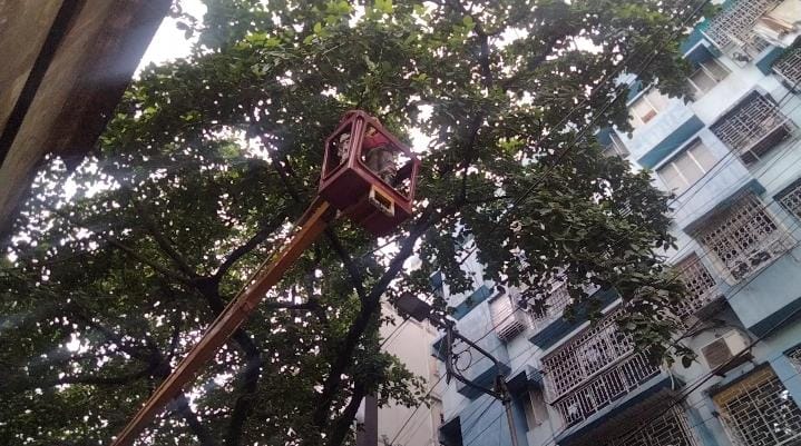 তারের জঙ্গল থেকে উদ্ধার চিল