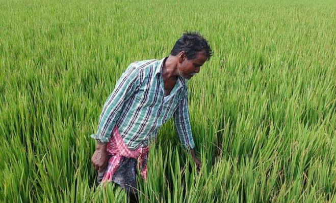 পিএম কিষাণ সন্মাননিধি যোজনা। বাদ রাজ্যের পনেরো লক্ষ কৃষক।