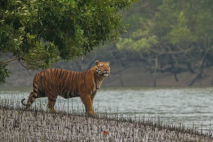 পুজোর মুখে সুখবর। খুলে গেল অভয়ারণ্য।