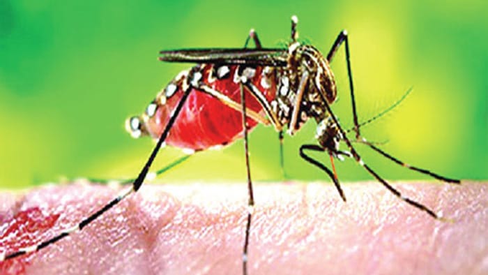৫ বছরে রেকর্ড আক্রান্ত, ডেঙ্গুর ভয়ে আতঙ্ক রাজধানীতে