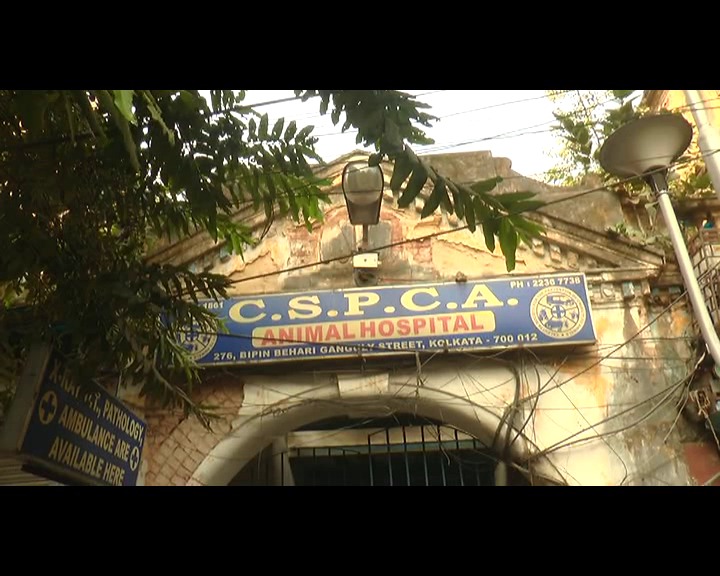 বন্দিদশা থেকে মুক্তি পেল রকি ও টাইসন