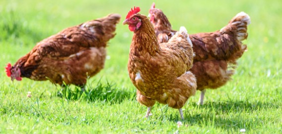 কেরলে Bird Flu আতঙ্ক