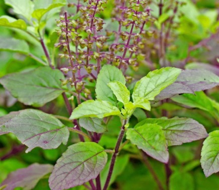 শরীর ভালো রাখতে খান তুলসী পাতা