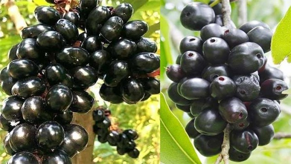 পুষ্টিগুণে ভরা গ্রীষ্মের জাম