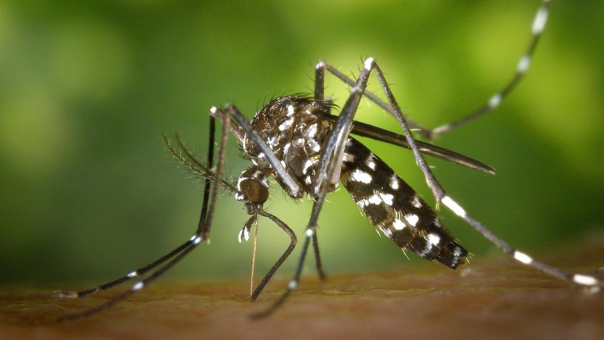 রাজ্যে ক্রমশ উদ্বেগ বাড়াচ্ছে ডেঙ্গি, এখনই মিলবে না মুক্তি-মত চিকিৎসকদের