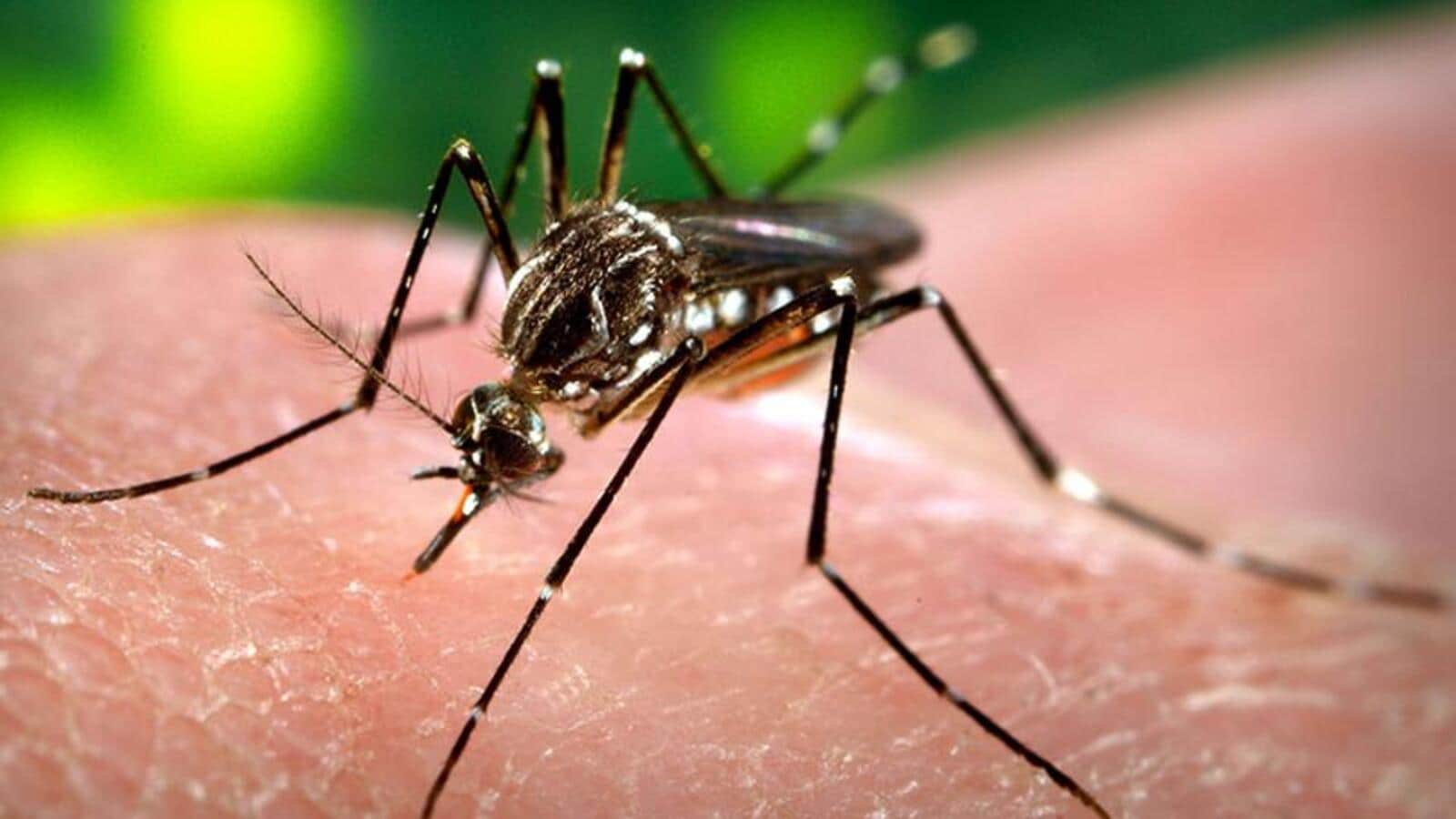 রাজ্যজুড়ে দাপট ডেঙ্গির, একদিনে কলকাতায় মৃত ৩!