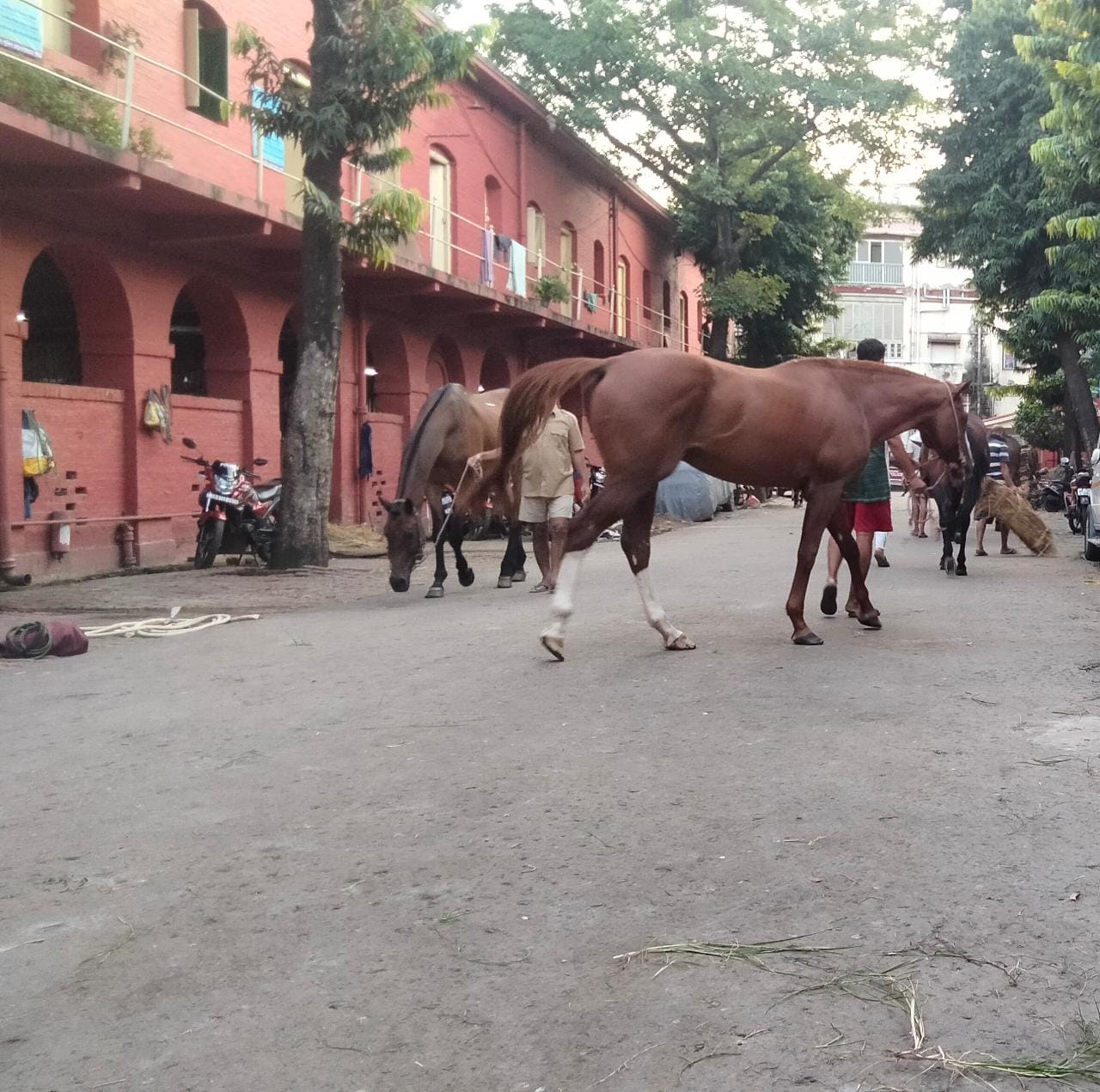 শীতে ঘোড়াদের বিশেষ নজর কলকাতা পুলিশের