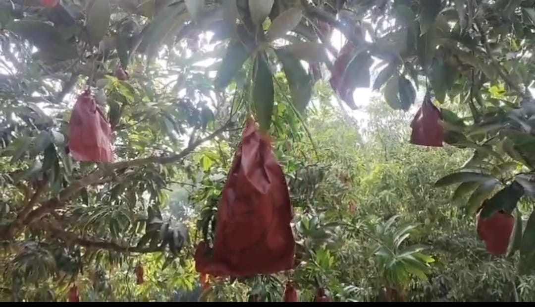 মালদহের আম কি বিদেশে গ্রহণযোগ্যতা হারাচ্ছে !