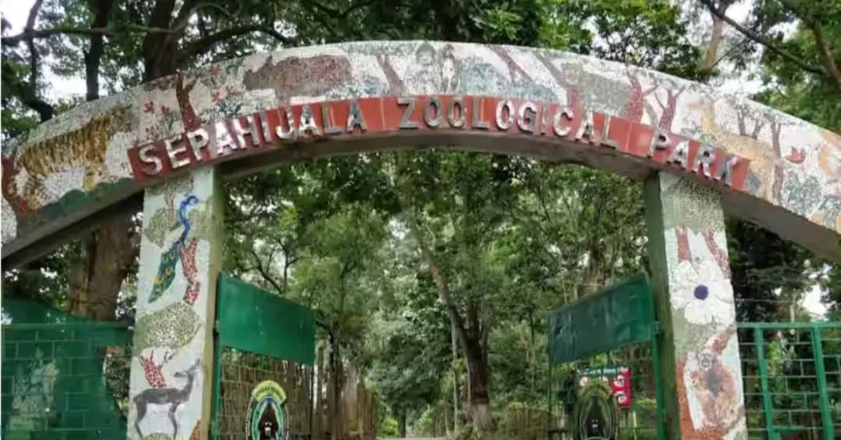 ত্রিপুরার চিড়িয়াখানায় প্রথম জন্ম নিল বাঘের ছানা