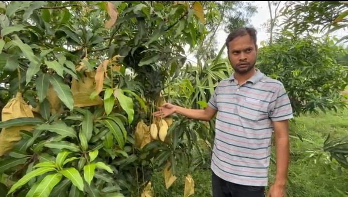 আম চাষে নজির বাঁকুড়ার বি-টেক ইঞ্জিনিয়ারের।