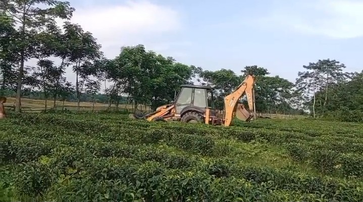 চা বাগান ধংসের অভিযোগ বিজেপির। মন্ত্রী বললেন, প্রমাণ দিন; ভেঙে দেবো।