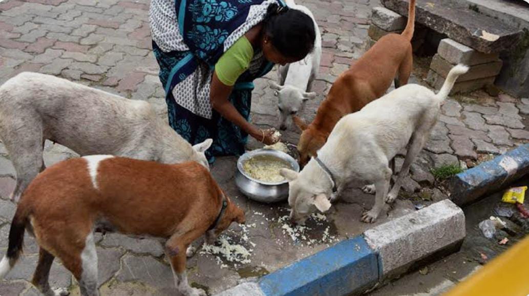 মিড-ডে মিলের ভাগ পাবে পথকুকুররা!